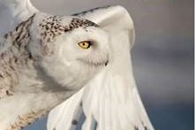 Bók eftir Sigurð Ægisson